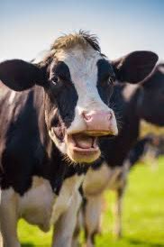 BastianGct's tweet image. La vache qui rit 

#cow #vache 
@Vachequirit_FR 
@Vachequiritshop