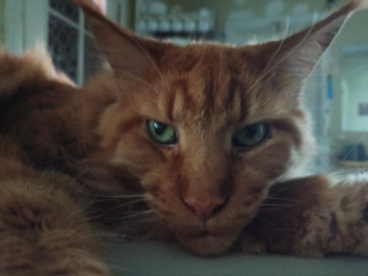 GoslingUA's tweet image. В спеку я приблизно такий же. Дуже його розумію😺