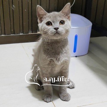 birinbe's tweet image. เกรย์ลี่ตอน2 เดือน vs ปัจจุบัน