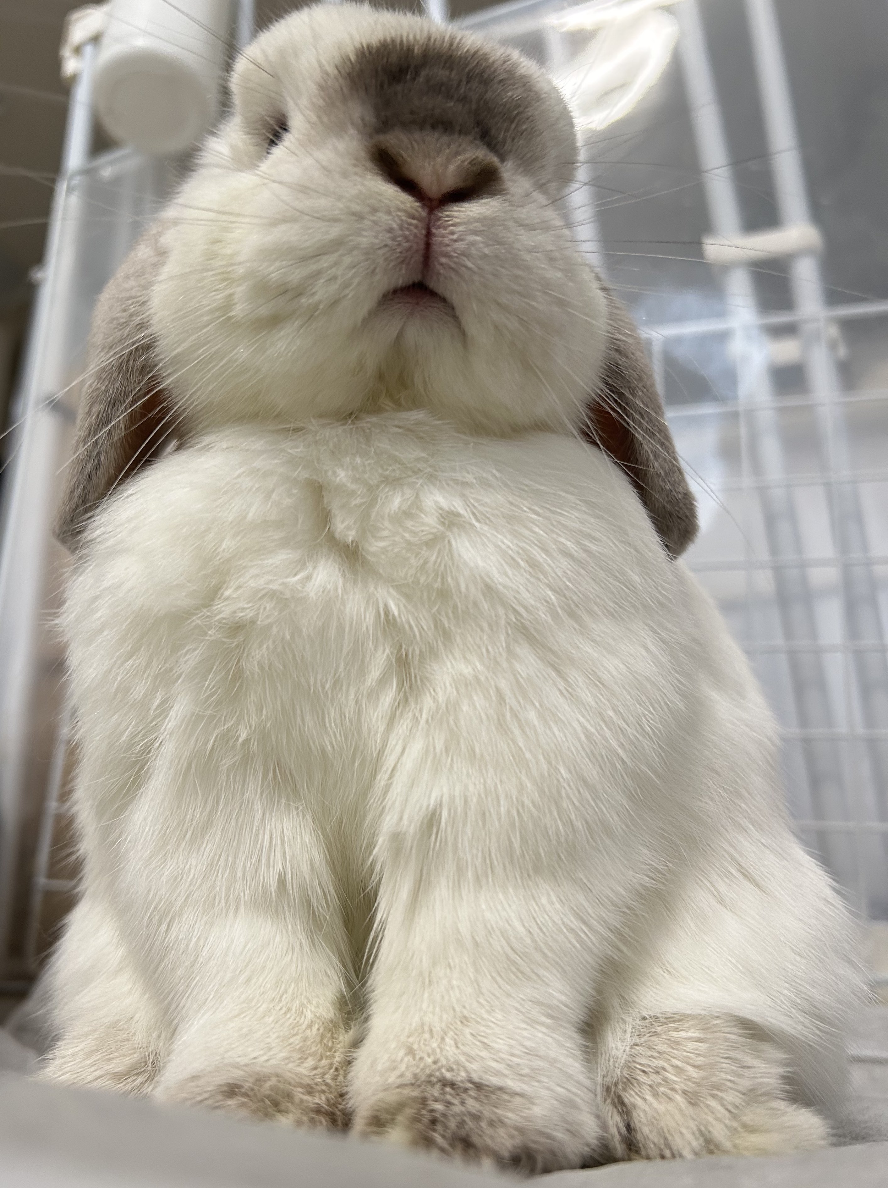 ほっぷ🐰(さくらこ) on X: 