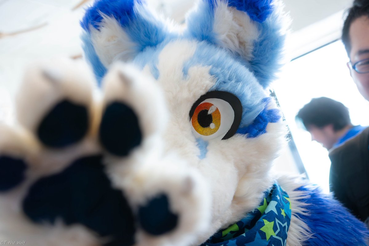 CTtheWolf's tweet image. Got you!

🐾: @Lyon_wolf115 
📸: Me!

#FurtoMonday
#SbCT
#小攝狼CT