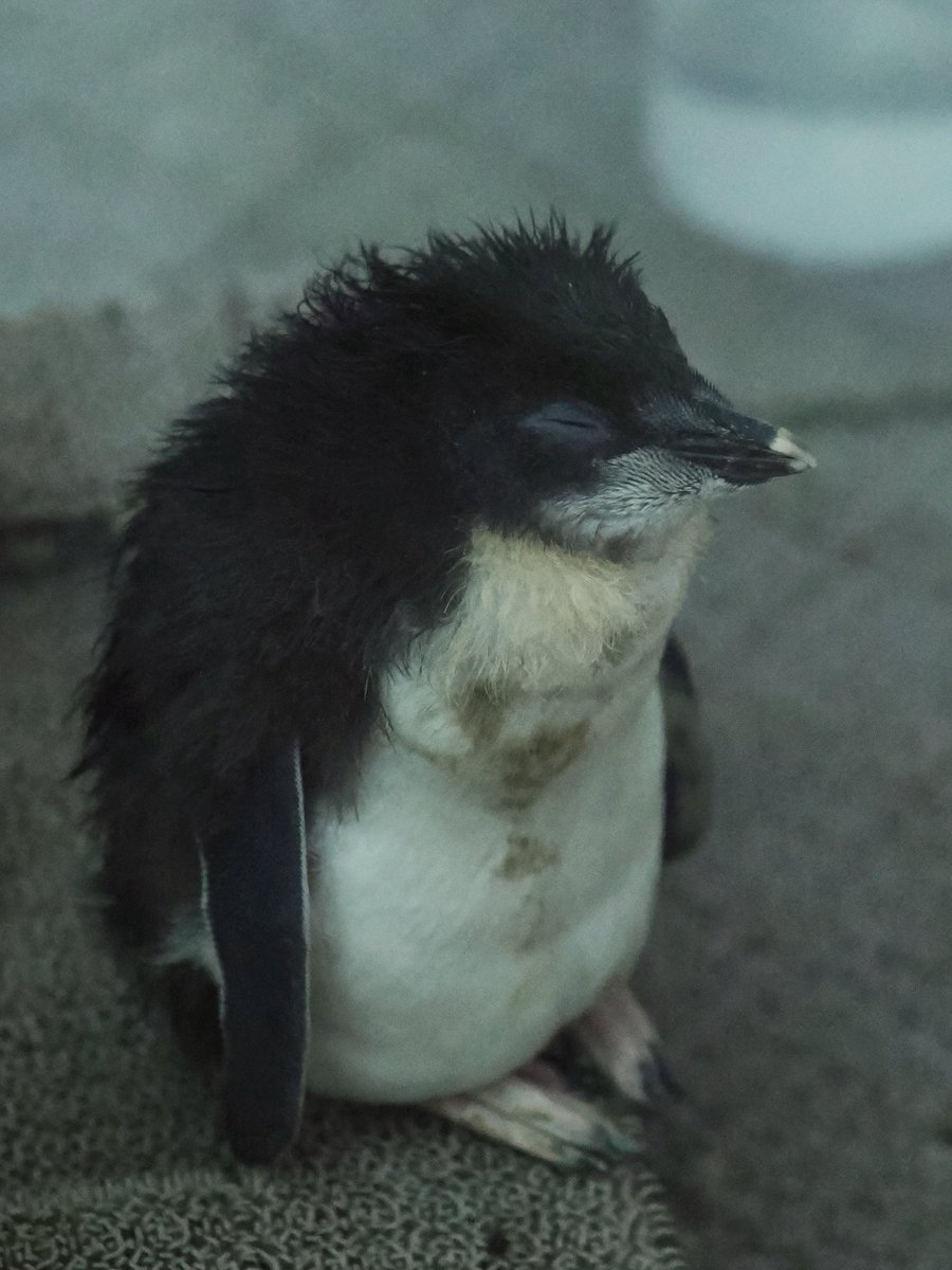 u2e6x's tweet image. 真っ暗でも分かるキタヒナちゃんのかわゆさ
 #キタイワトビペンギン
 #AOAOSAPPORO