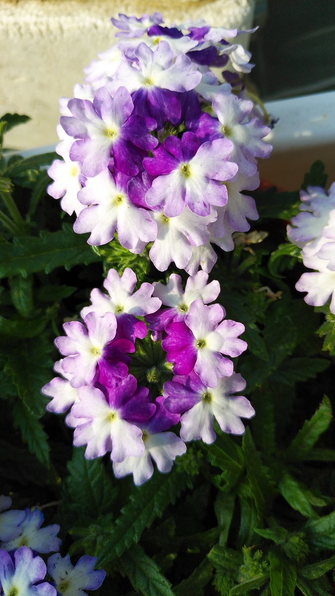 cruthth's tweet image. 庭園の花と共に🌼🌷🌺
皆様も良い夜と良い日々を😌
Craftsmanship made garden park flowers.🌼🌷🌺
see you good tomorrow