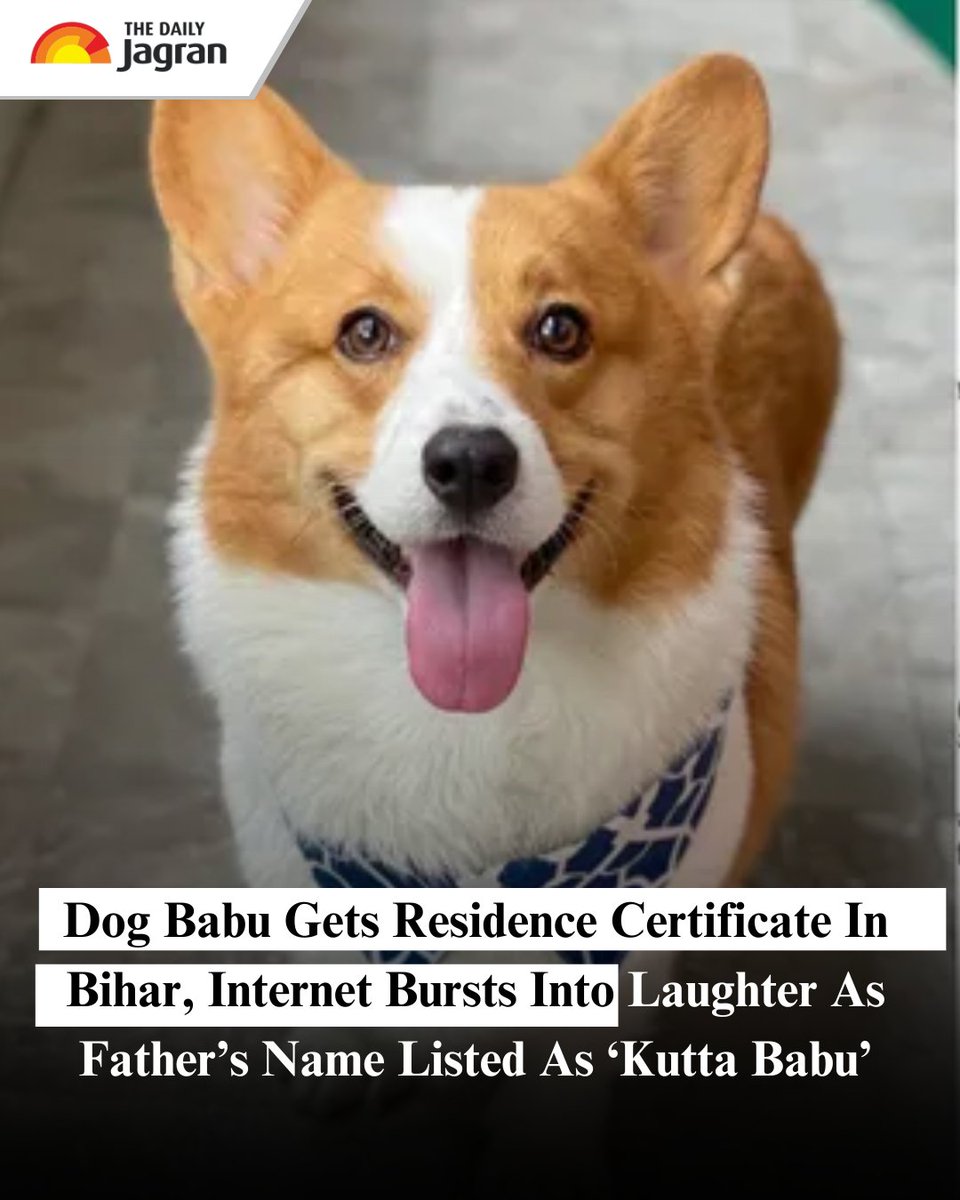 TheDailyJagran's tweet image. #ViralNews: In a surprising and funny turn of events, a dog in Bihar was officially issued a residence certificate, and the internet can’t stop laughing. The document, which looks like any other government-issued proof, lists the dog’s name as “Dog Babu”, his father&apos;s name as…