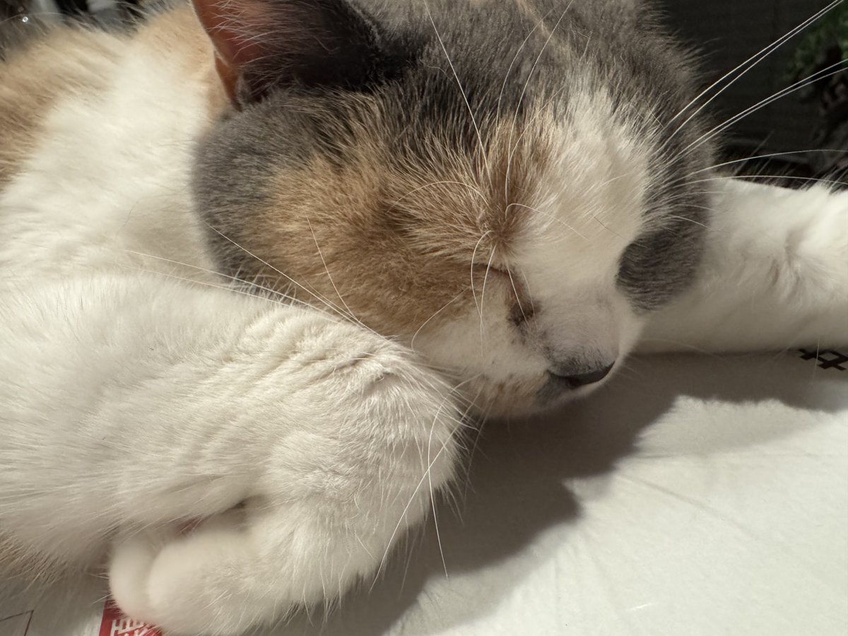 YySanyo1's tweet image. おやすみなさい💤