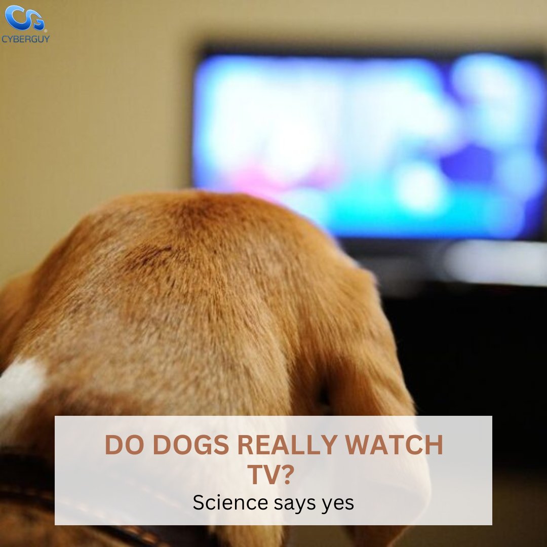 cyberguy's tweet image. Do dogs watch TV? Yes, and new research shows their reactions depend on what’s playing and your dog’s personality.
Learn more here: cyberguy.com/pets/dogs-real…
#DogScience