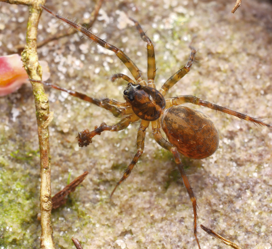 ZooKeys_Journal's tweet image. Description of three new wolf spider species of the genus Sinartoria from southern China: doi.org/10.3897/zookey…

#taxonomy #newspecies #spiders