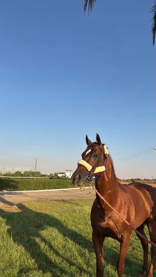 Happy retirement ATLETICO EL CULANO! ✨

The Uruguay G1 winner and 2023 Listed Entisar winner for <a href="/jlolasco/">Julio L. Olascoaga</a> has begun his stud career at Al Watan Stud in Libya. 

#DRCgrads