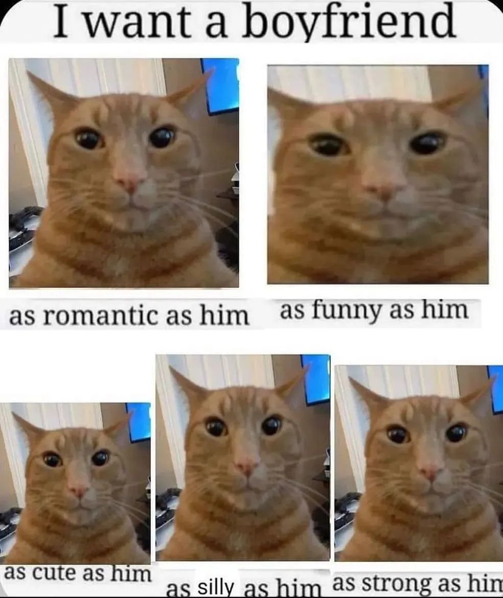 Punch Cat tweet media