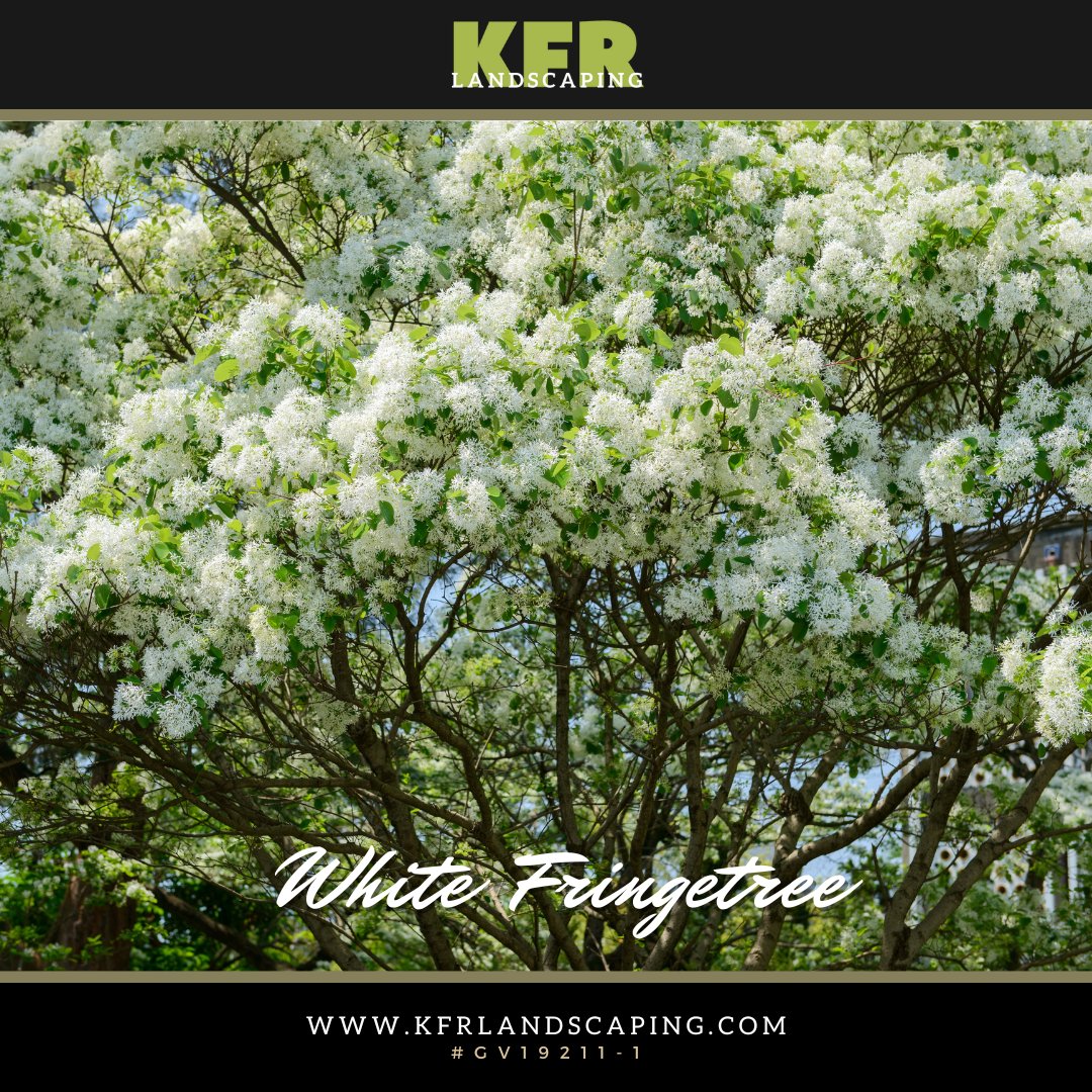 KFRLandscaping's tweet photo. Meet the White Fringetree – a stunning addition to any Florida landscape! With its beautiful white flowers, it’s perfect for adding a touch of elegance to your outdoor space.

Go to our catalog to learn more: https://t.co/qDvrMOSZDL

#whitefringetree #landscaping #kfrlandscaping https://t.co/vmg51kPCTY