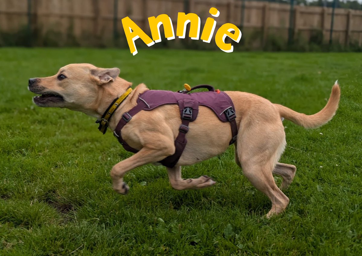 Blink and you'll miss her!🌬️ We think Annie may have been a Greyhound in a previous life🤣 

Add her to your favourites if you think you could be a match! bitly.cx/ljdI

@dogstrust
#adoptdontshop
#adogisforlife