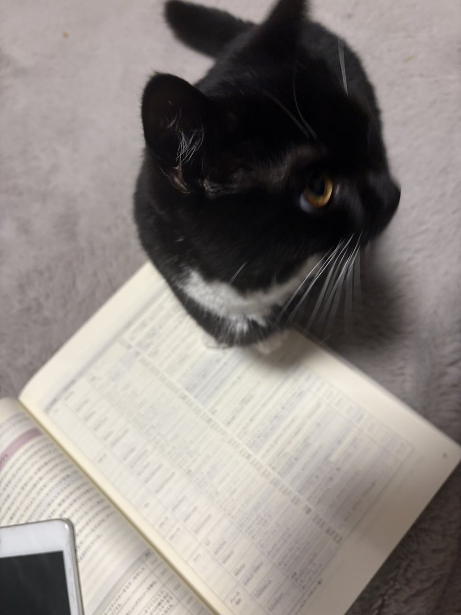 tavi_sapien_s's tweet image. 世界初のソムリエキャット誕生なるか！？