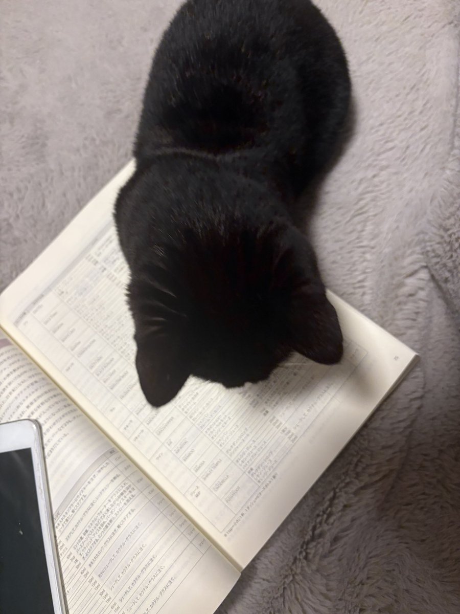 tavi_sapien_s's tweet image. 世界初のソムリエキャット誕生なるか！？