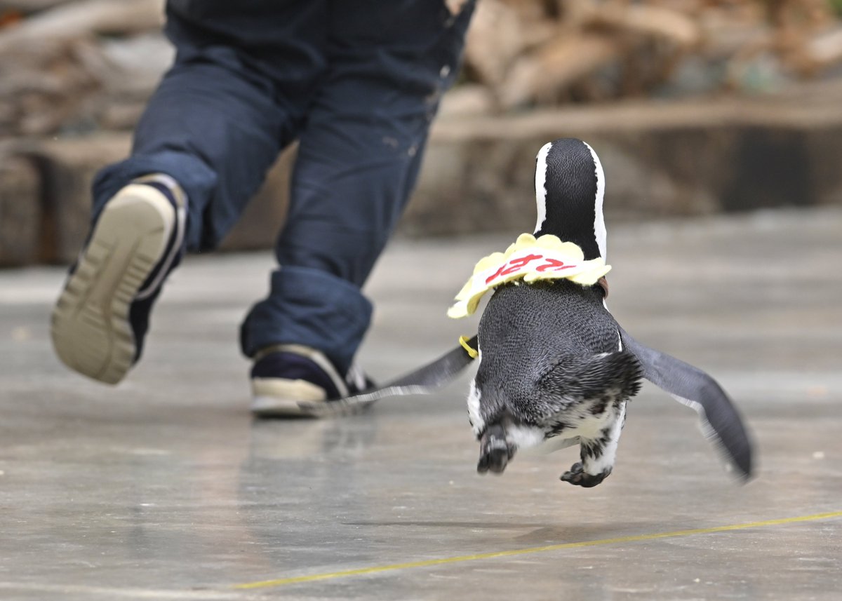 嬉しくて飛んじゃう時ってあるよね
それはペンギンも同じ