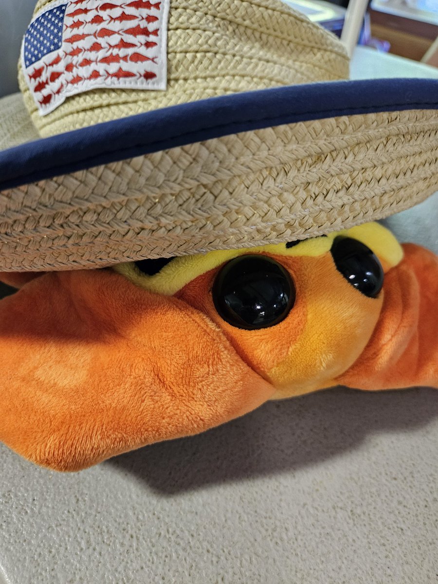 CDinf014665's tweet image. He plays hide and seek with the hat.