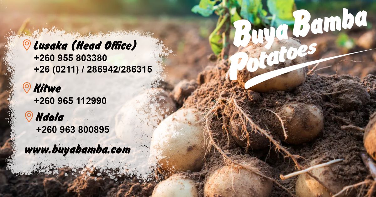 Contact Us ▶️ #Lusaka HO - 260 955 803380 | Metendere - +260 770 547096 | Msisi - +260 767821661 | SOS - +260 766 733781 | Garden - +260 969 356060 | Kabwe - +260 763 888817 
Copperbelt: #Kitwe- +260 965 112990 | #Ndola - +260 963 800895