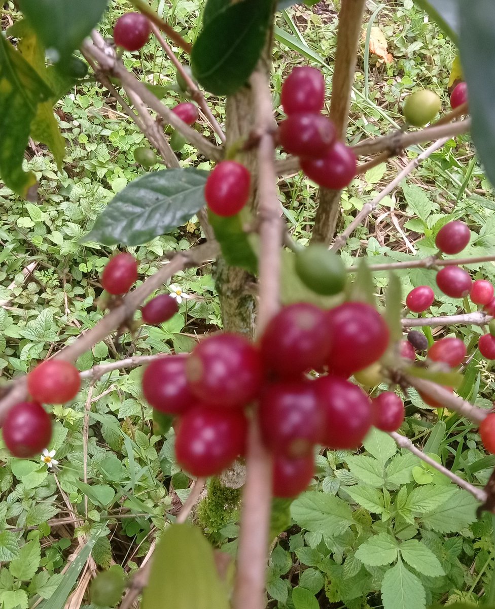 Primeros frutos de la cosecha 2025 de #BourbonRojo para darle Encanto&amp;Aroma a tu vida ..<a href="/AromaCafes/">Aroma de Café</a> <a href="/Dianapa00/">✨dIaNaPa ✨</a> <a href="/Grace15313538/">vafe</a> <a href="/Palejaz/">Pecas y lunares</a> <a href="/CafedeColombia/">Café de Colombia</a> <a href="/uncafeconletras/">Un café con letras</a> <a href="/TerritorioBoy/">Boyacá Territorio De Sabores</a>