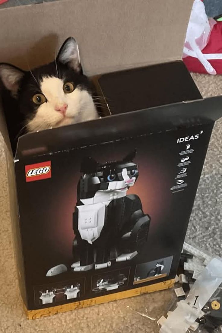 kittenstappn's tweet image. 