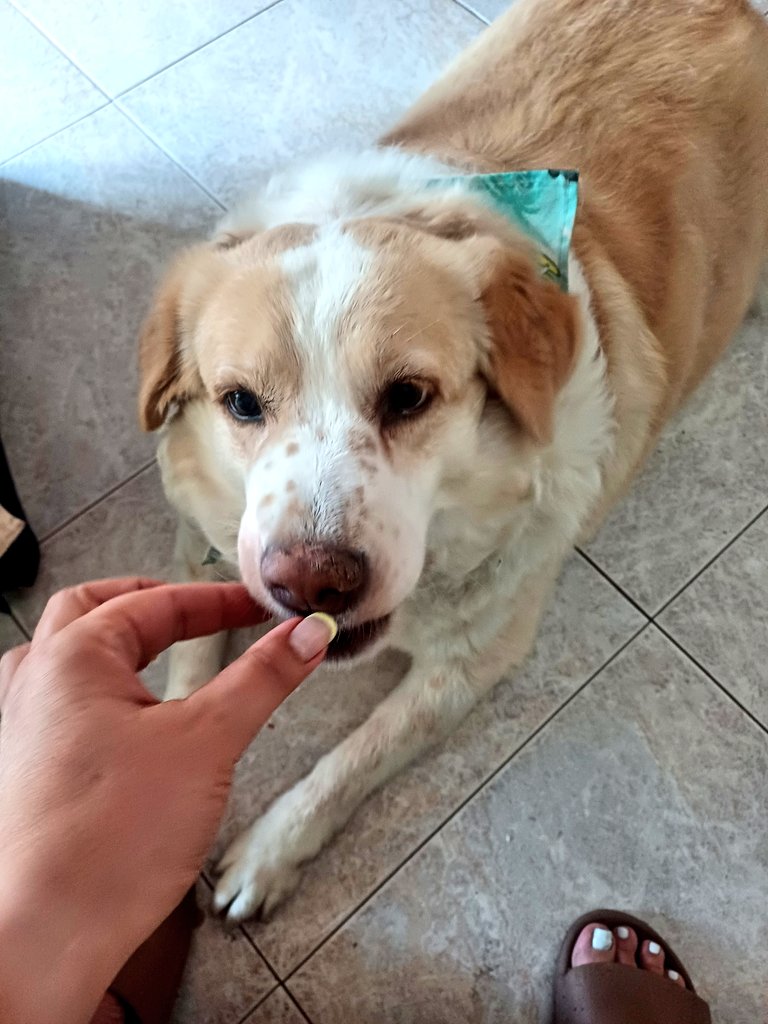 "Η χουμαν τρώει μπιφτεκι.Ας την κοιτάξω παραπονιαρικα να μου δωσει και μενα" #Λεμονια