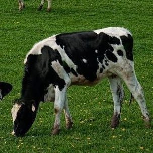 biwkeen's tweet image. janet = 🐄