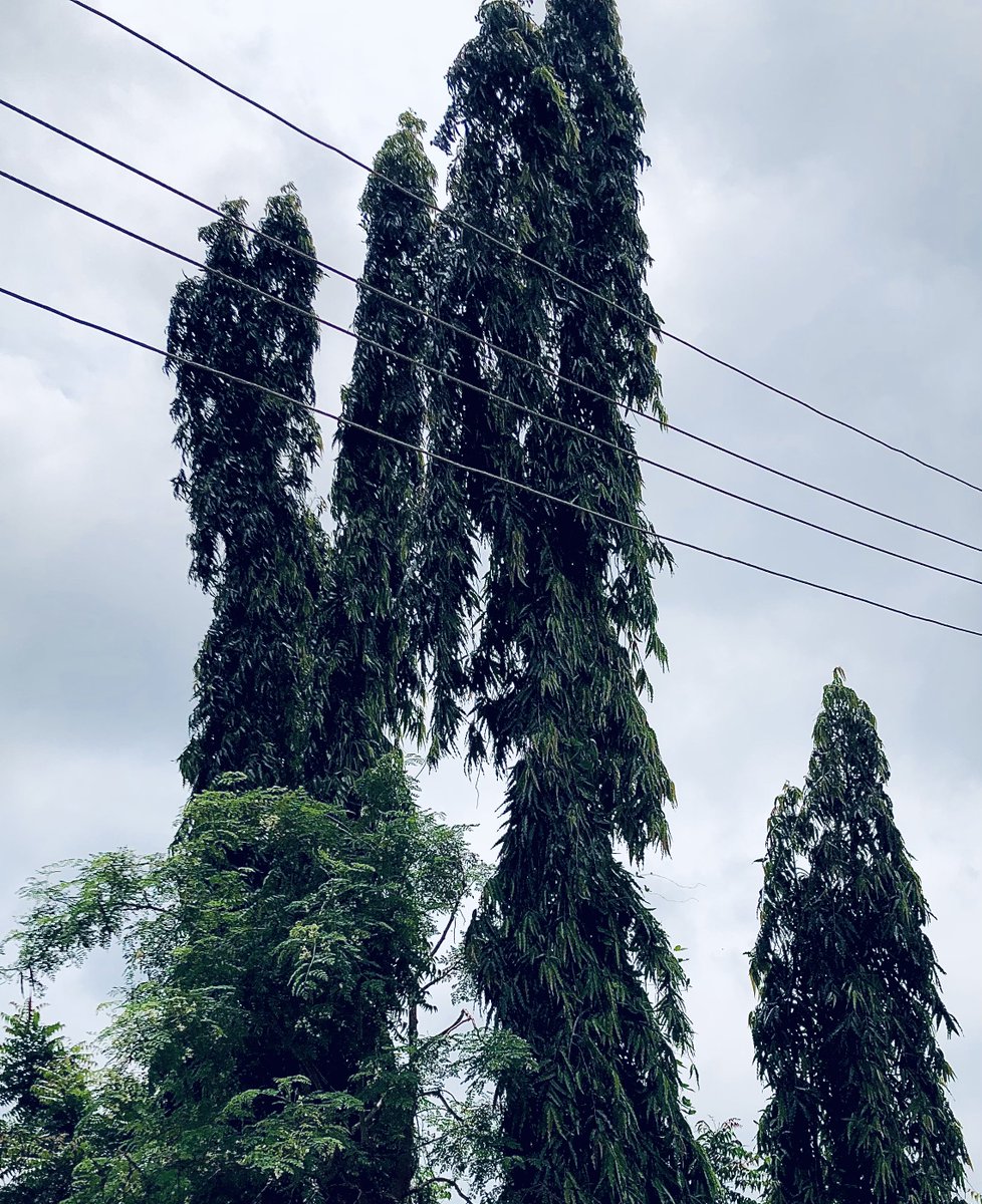 TheKamallll's tweet image. 📍: Location Unknown, Ibadan. (Guess if you can)

🗓️: 28. 07. 25

📸 : iPhone 8plus