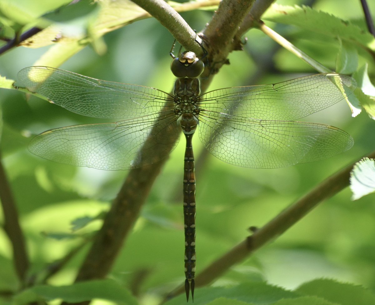 DrummerBoy2112's tweet image. Dragonfly.
#pei #nature #summer