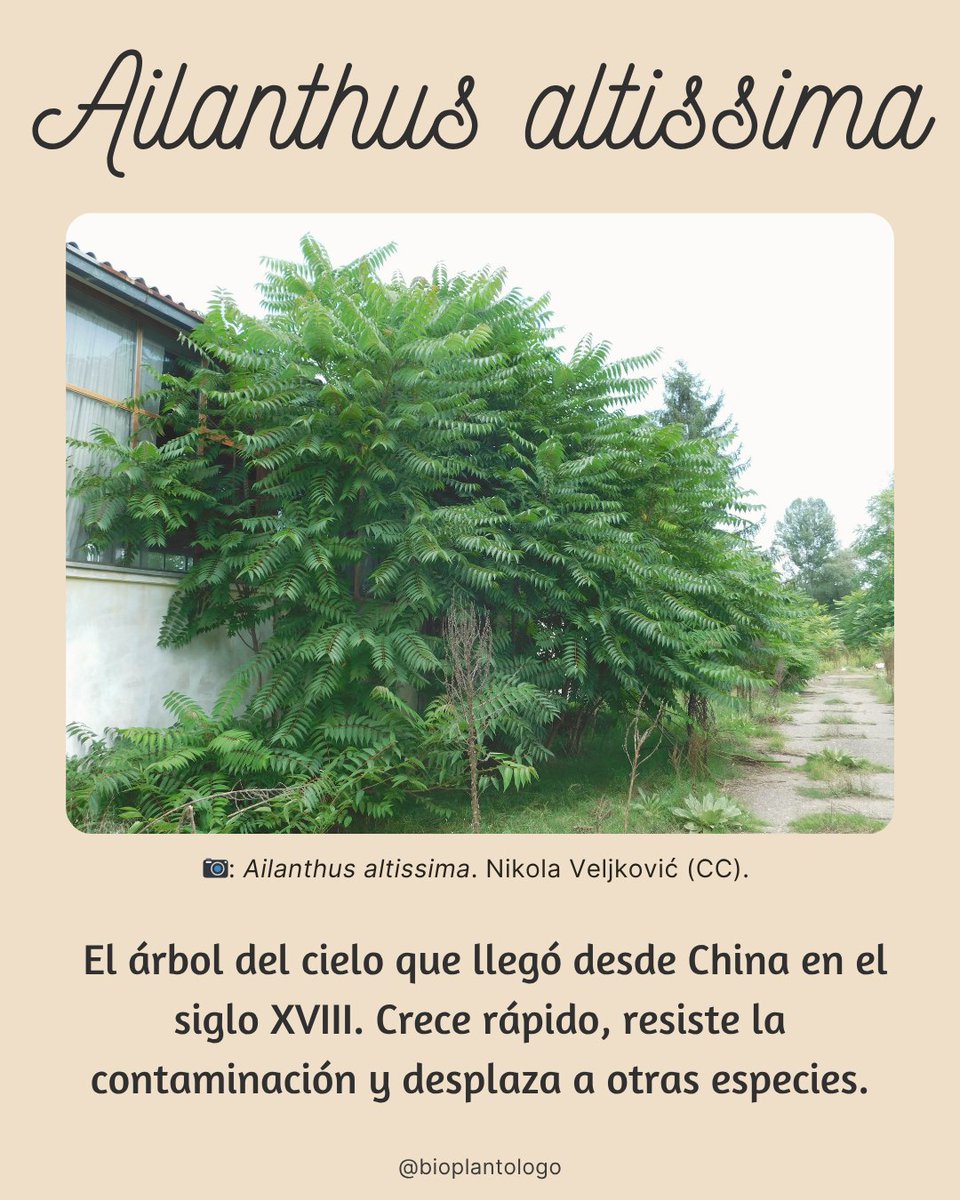 Bioplantólogo 🌱🧫 tweet media