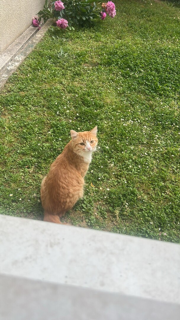 vigipets's tweet image. 🟠 🐱 Chat perdu le 10/07/2025 à Courbevoie (92400).
Race : Européen / Âge : 14 mois
Simba / Mâle / Identifié(e) : Non

☎️ 0628711979
📧  sahrouda6@gmail.com

#VigiPets #chatperdu #chattrouve #chat #perdu #trouve