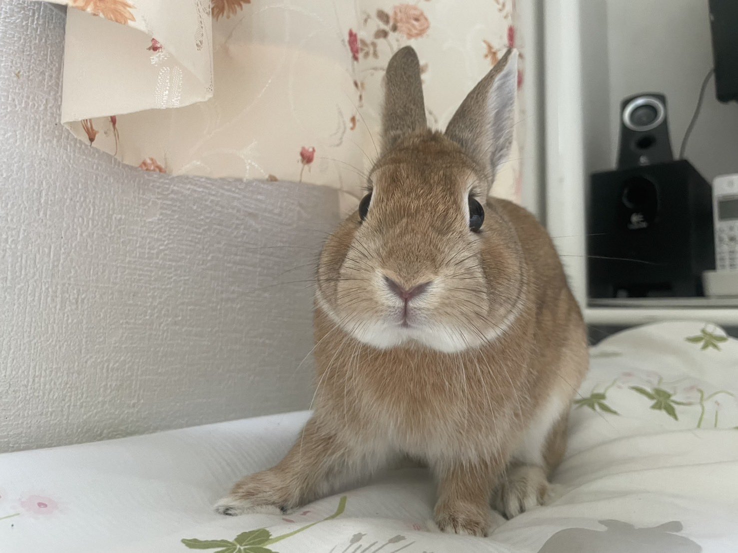 ネザーランドドワーフのめめくん🐰 on X: 