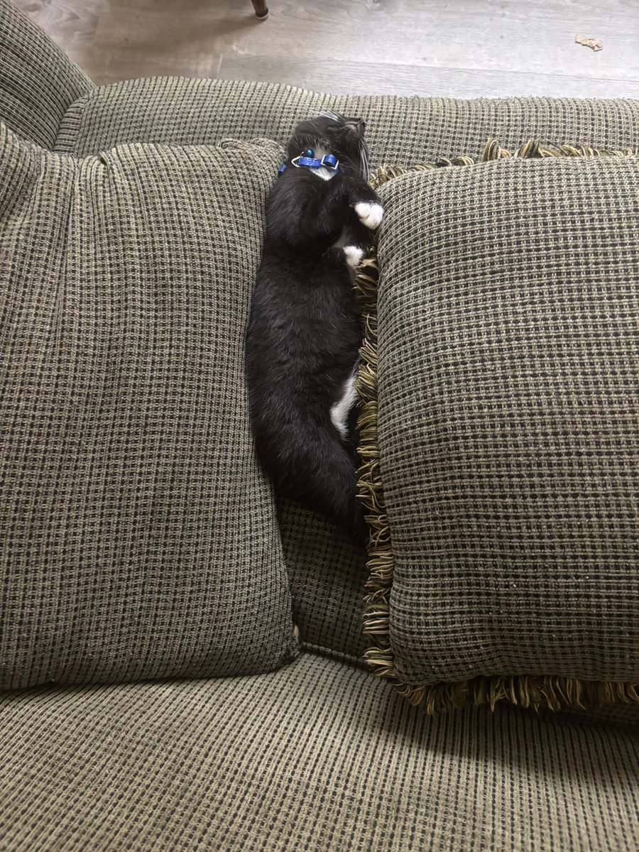 REDBONESHY's tweet image. Gates been up since 12 am causing mayhem 

He wants to sleep all day and be up all night 

He woke me up this morning sniffing my hand and licking me because I overslept