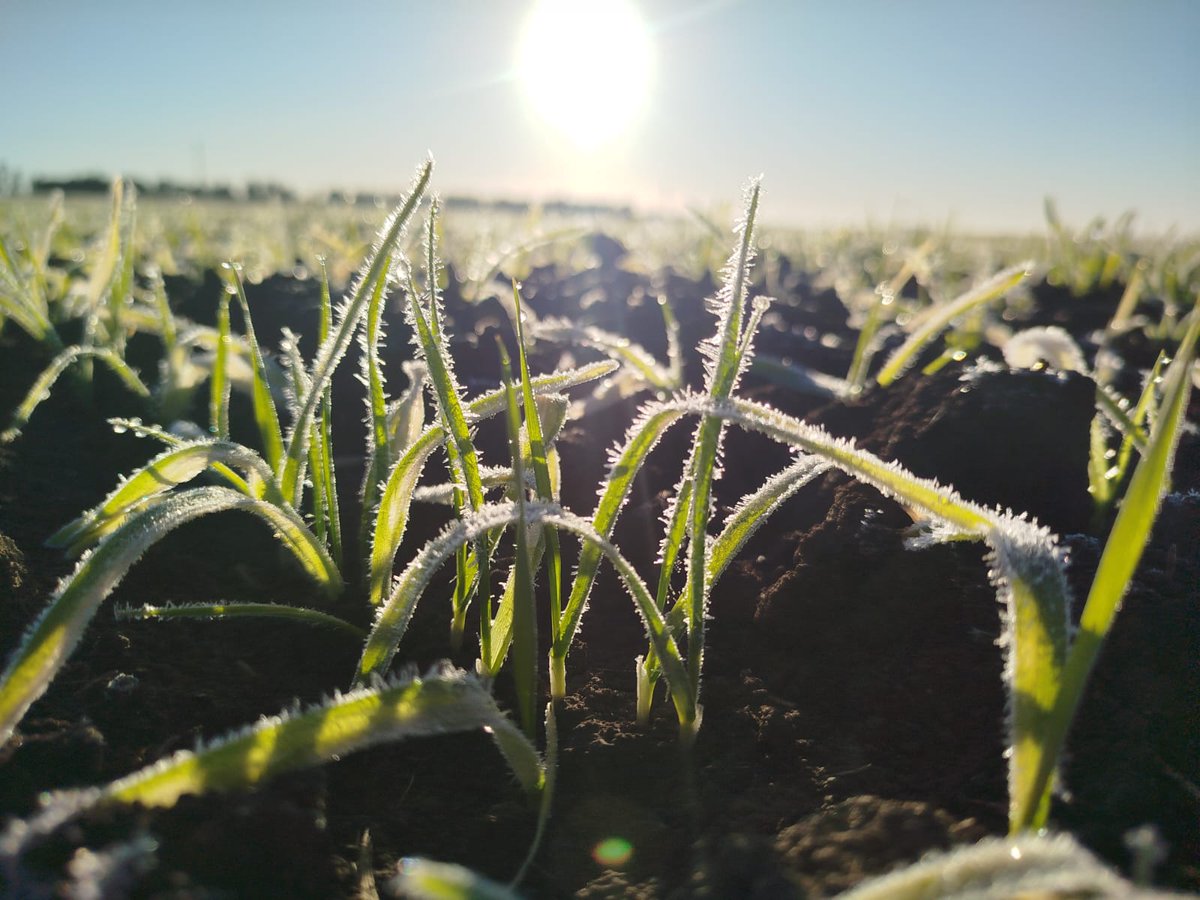 CEI Barrow (MDA - INTA) tweet media