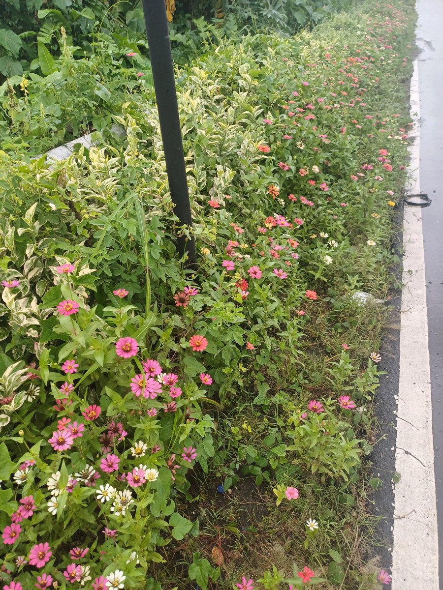 confidentlyykim's tweet photo. i passed by to these flowers one time when i walked home from work 🩷 https://t.co/mlZ5Z0mkZz