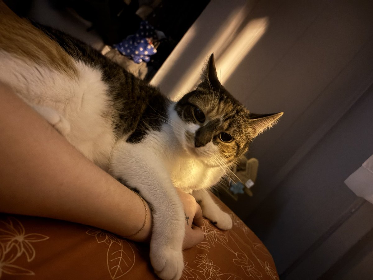 blossumupdate's tweet image. Last night blossum was a snuggle buddy !!
