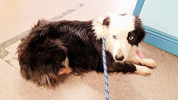 DavidMalocco's tweet image. ANIMAL CRUELTY CASE
Sarah Cullen, 22, from Asgard Close Wicklow banned from keeping animals for 30 years for animal cruelty offences.