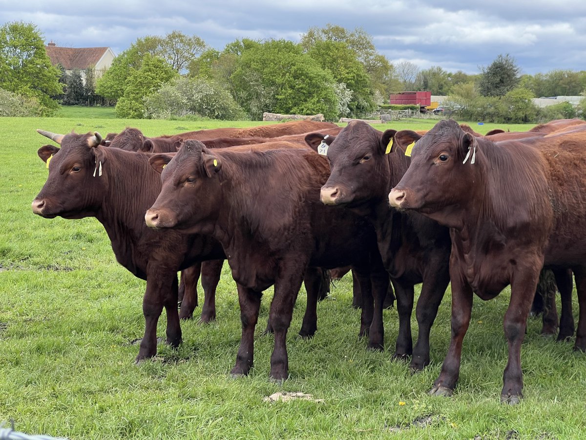 COWSworms's tweet image. Strategic dosing of target groups of cattle at set intervals to reduce pasture contamination uses more drugs and exerts strong selection pressure for resistant parasites. Therapeutic dosing, in response to testing & clinical need, can use less drugs but requires close monitoring