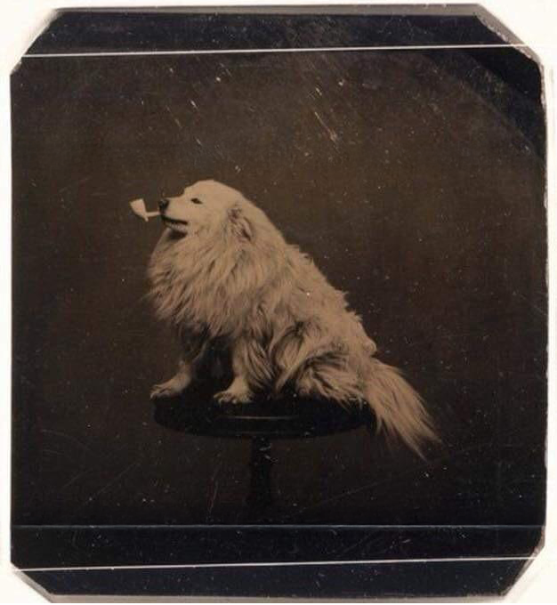 androgynue's tweet photo. Over a century ago, someone loved their dog enough to stage this ridiculous little moment. Some things don’t change 🥰 https://t.co/2i8G3wpclo