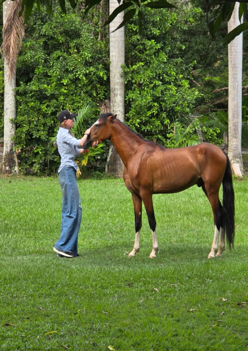 StephBatesPress's tweet image. El caballo, aunque poderoso y libre, no es la fuerza lo que lo domina, es la calma lo que lo vuelve noble.