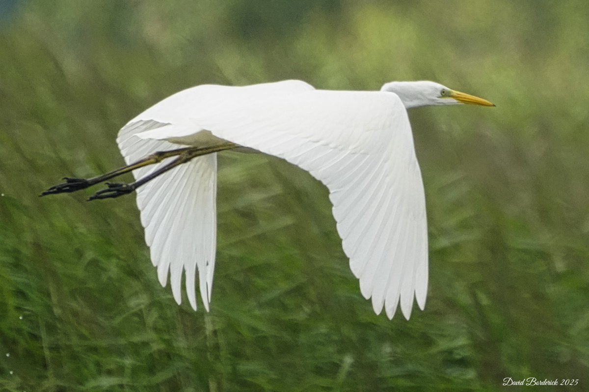 David Borderick (@daveborderick) on Twitter photo Great White Egret this morning from Sharemarsh track at <a href="/SWTCarltonMarsh/">SWT Carlton Marshes</a> <a href="/SWTBroadsWarden/">SWTBroadsWarden</a> <a href="/suffolkwildlife/">SuffolkWildlifeTrust</a> <a href="/coastalwarden/">SWT North East Suffolk Warden</a> <a href="/LowestoftLizard/">Terry Dactyl</a> <a href="/SuffolkBirdGrp/">Suffolk Bird Group</a> <a href="/BTO_Suffolk/">BTO Suffolk</a> Great White Egret this morning from Sharemarsh track at <a href="/SWTCarltonMarsh/">SWT Carlton Marshes</a> <a href="/SWTBroadsWarden/">SWTBroadsWarden</a> <a href="/suffolkwildlife/">SuffolkWildlifeTrust</a> <a href="/coastalwarden/">SWT North East Suffolk Warden</a> <a href="/LowestoftLizard/">Terry Dactyl</a> <a href="/SuffolkBirdGrp/">Suffolk Bird Group</a> <a href="/BTO_Suffolk/">BTO Suffolk</a>