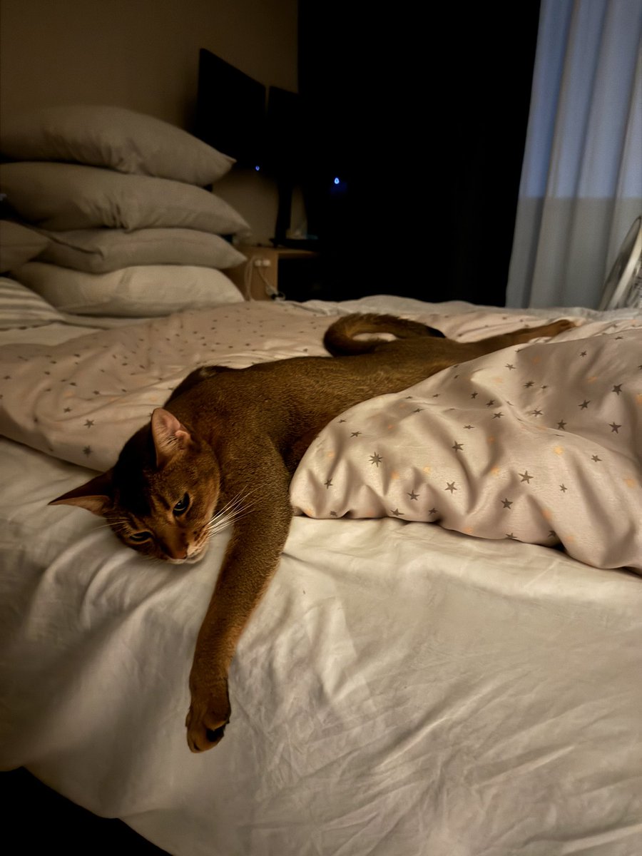 溶けるとらきち