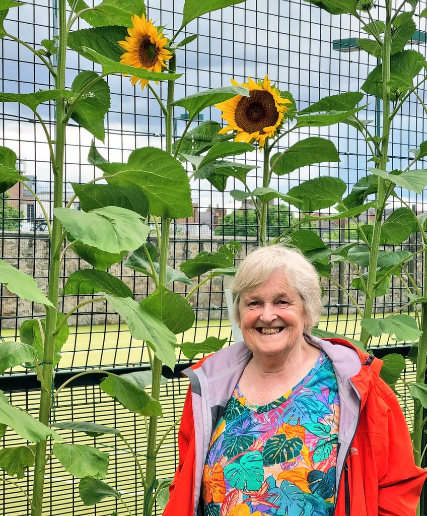 Lynda Jones (@lynjobaggins) on Twitter photo Hi <a href="/irisbenson100/">Iris Benson MBE 🌻🌻</a>
Now, I don't know whether I'm shrinking..or the Sunflowers this year are growing taller😂
They look magnificent in my local park🌻
Sending you lots of love from Shropshire🧡xx Hi <a href="/irisbenson100/">Iris Benson MBE 🌻🌻</a>
Now, I don't know whether I'm shrinking..or the Sunflowers this year are growing taller😂
They look magnificent in my local park🌻
Sending you lots of love from Shropshire🧡xx