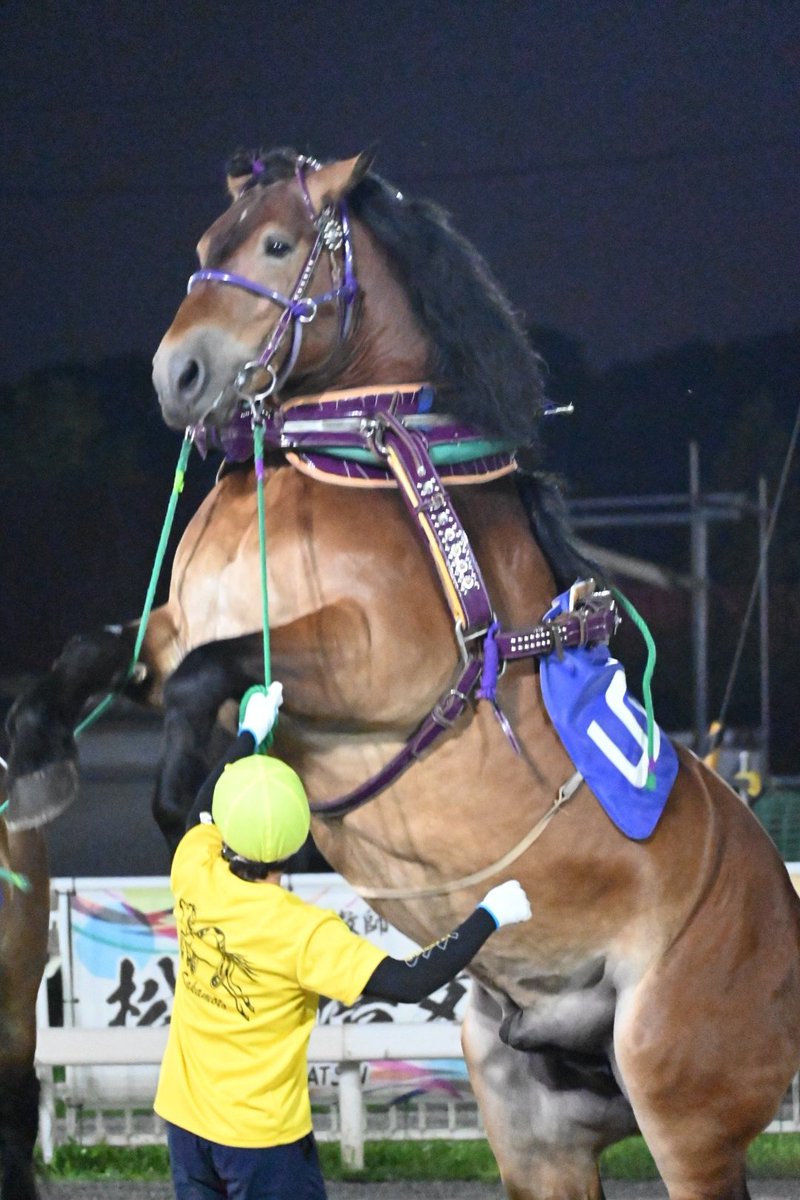 久々の君はとても元気だったなぁ
#ばんえい競馬
#メムロボブサップ