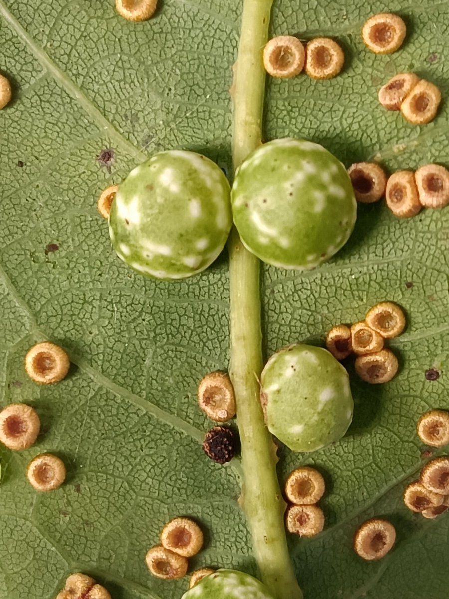 David Cotton tweet media