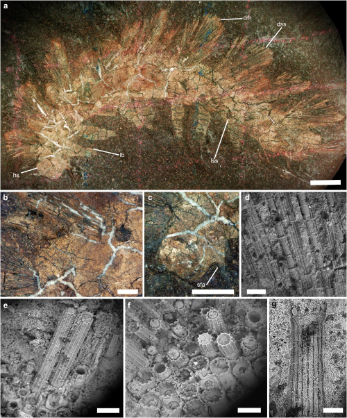 ESCONI's tweet image. Mazon Monday #280: Palaeocampa anthrax Redux #fossils #paleontology #MazonMonday #MazonCreek #pennsylvanian #lobopod
esconi.org/esconi_earth_s…