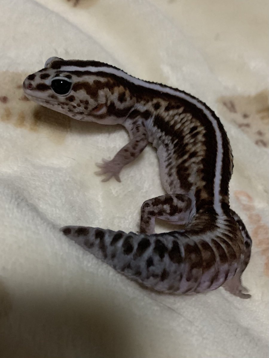 KECHAPPI_HUNTER's tweet image. 良き出会いがあれば、またホワイトアウトパターンレスと出会いがあったらいいなぁとは思ってる。