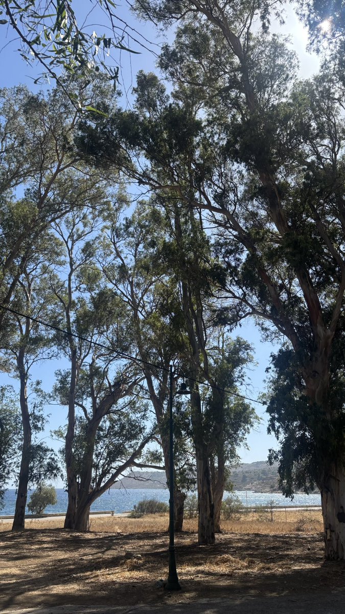 αναΜορφωση tweet media