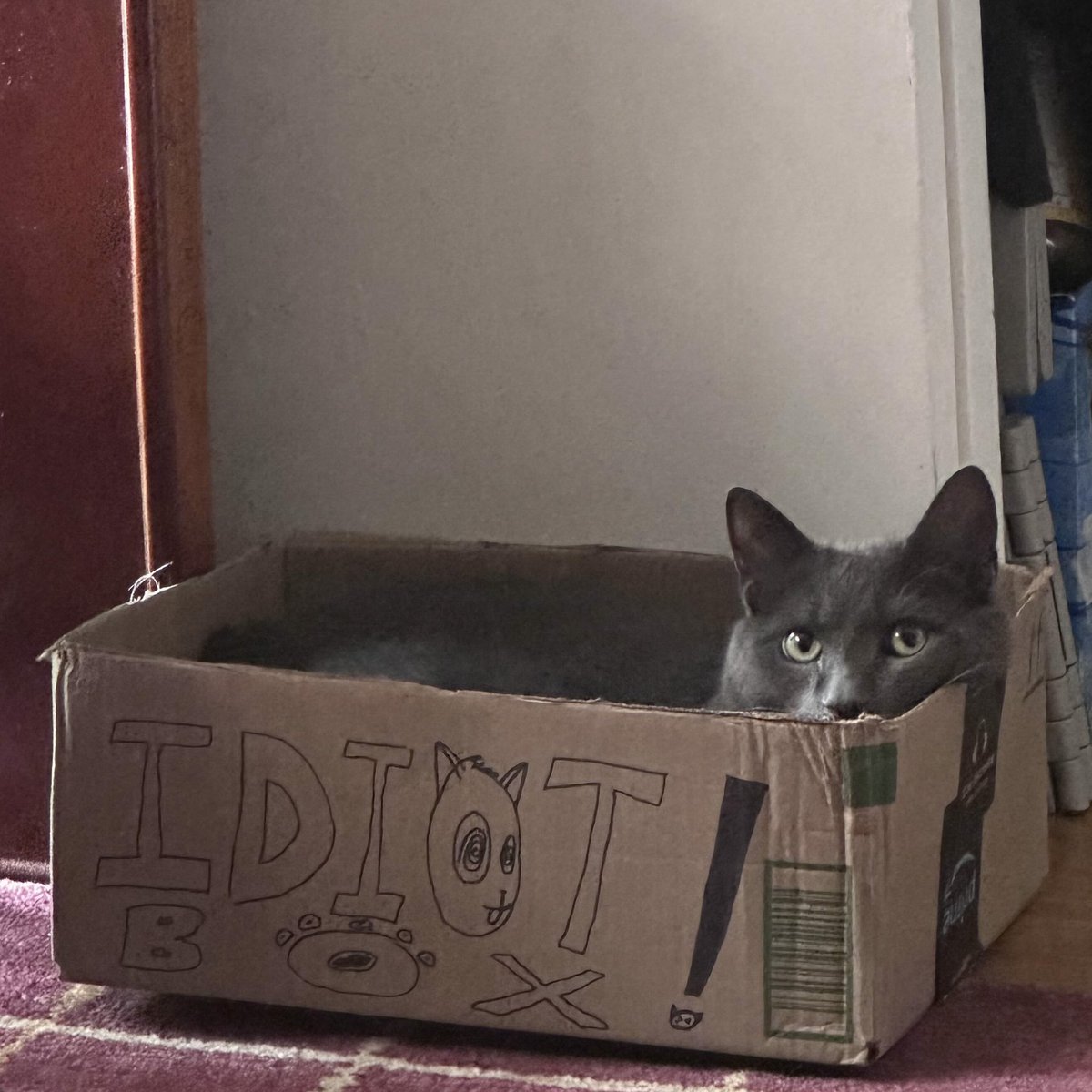 1_2_sl333p's tweet image. Gf's cat made me cry cos he stepped on my drawing n made it wet n splotchy so i defiled his box