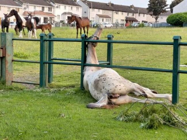 DavidMalocco's tweet image. REPORT ANIMAL CRUELTY
HOTLINE
01-6072379
animalwelfare@agriculture.gov.ie