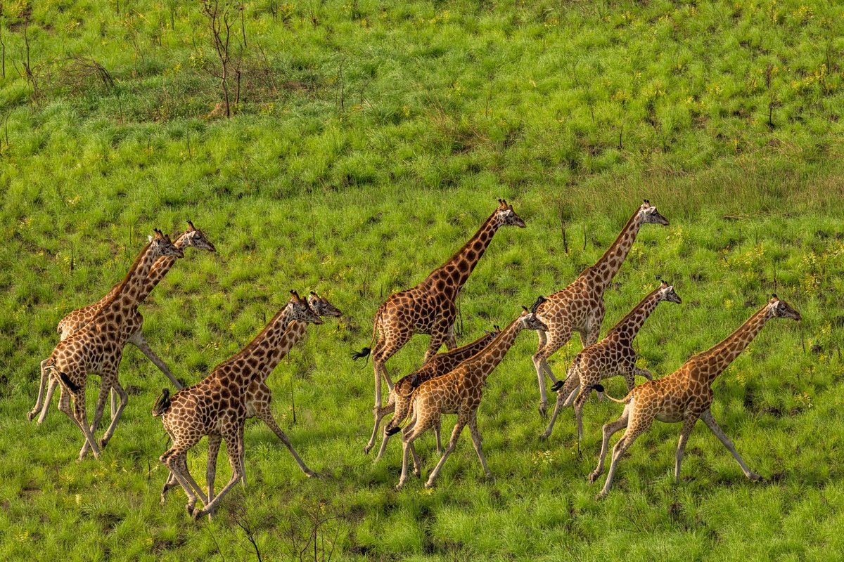 EUinSouthSudan's tweet photo. On #WorldConservationDay, the #EU reaffirms its support for wildlife conservation in #SouthSudan to protect nature, build peace &amp; boost local livelihoods. Thanks to @AfricanParks for preserving the Great Nile Migration in Boma &amp; Badingilo!

#Biodiversity #GreatNileMigration https://t.co/Lr9UPaFvvT