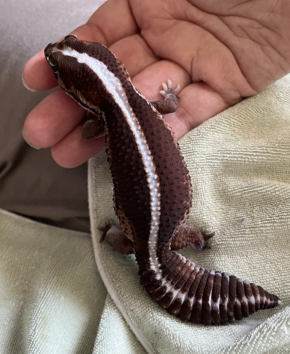 KECHAPPI_HUNTER's tweet image. 鈴音も綺麗なゼロだとは思うけど、やっぱりメルトのベタ塗りを超えるゼロはいない。やっぱりゼロが好きだよ。