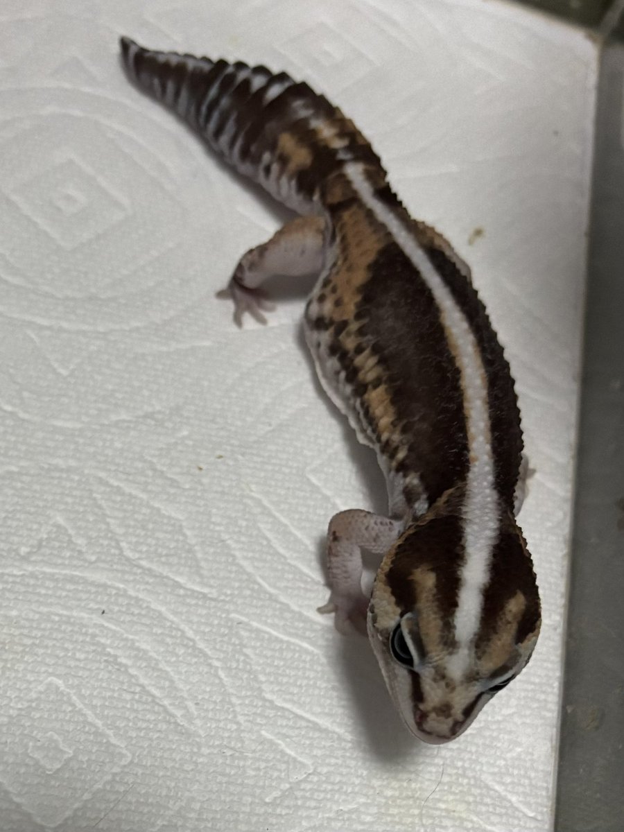 KECHAPPI_HUNTER's tweet image. 鈴音も綺麗なゼロだとは思うけど、やっぱりメルトのベタ塗りを超えるゼロはいない。やっぱりゼロが好きだよ。